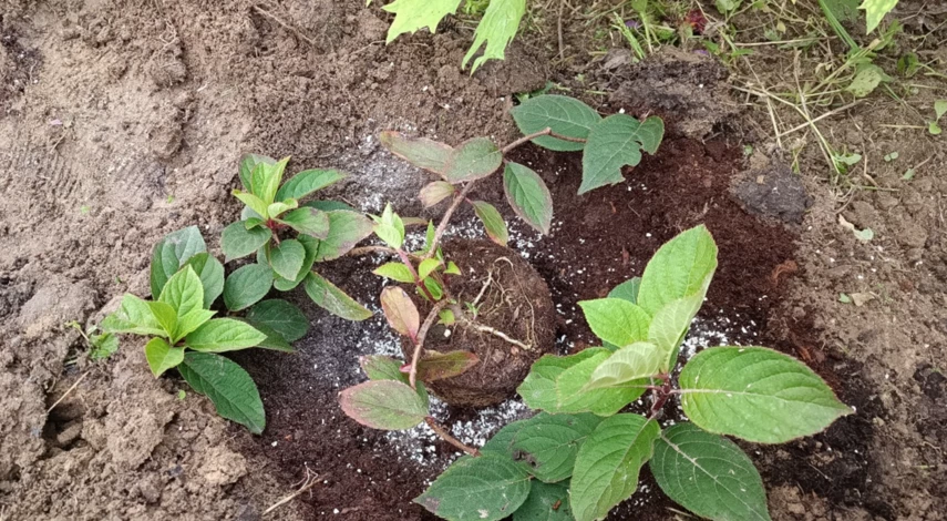 место для посадки гортензии