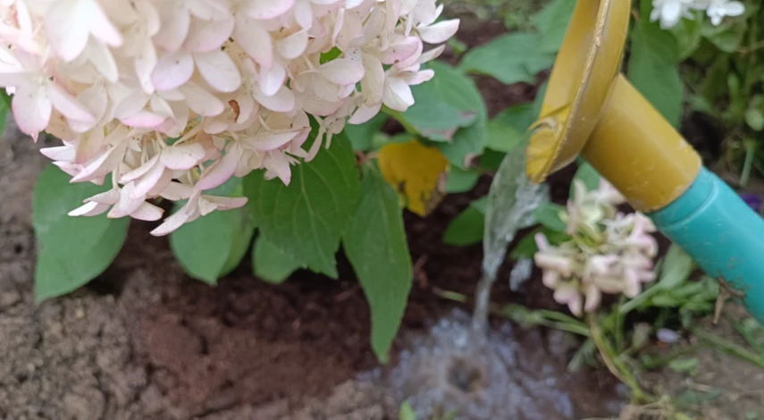 Полив гортензии после посадки