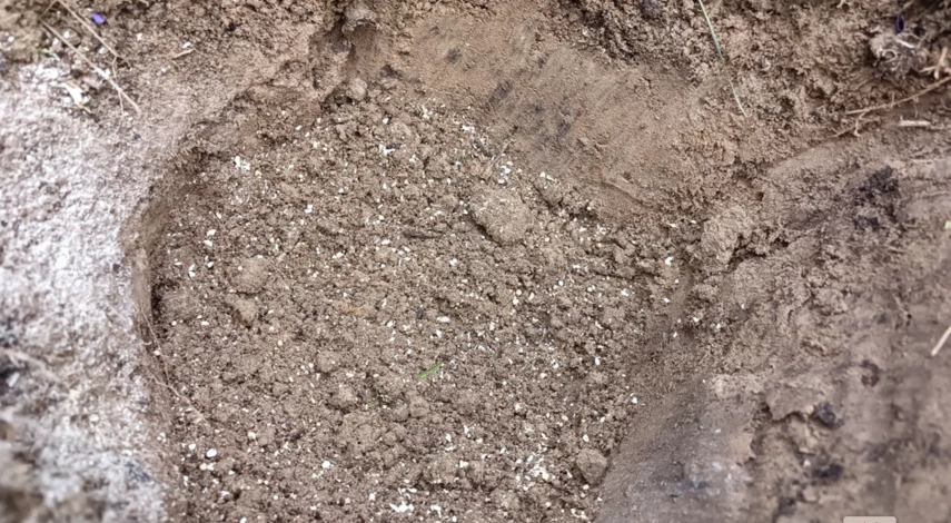 Что внести при посадке гортензии