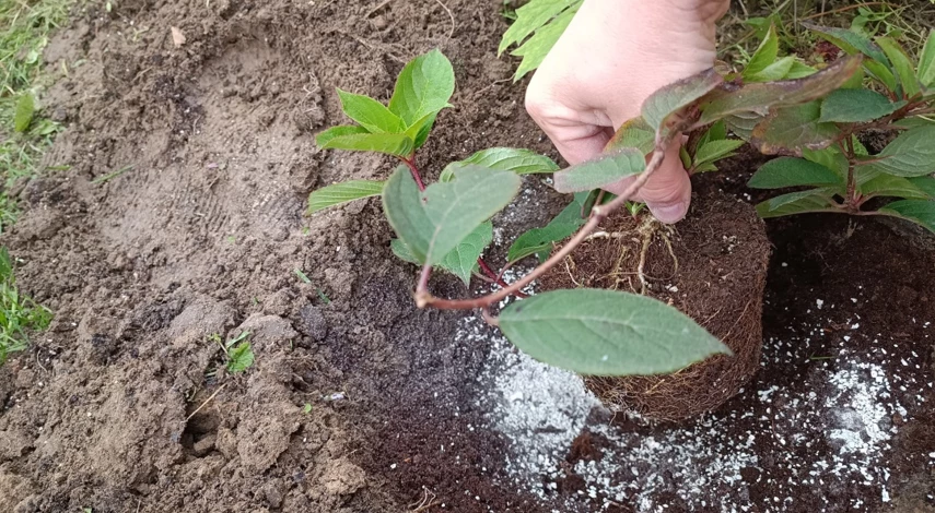 Пошаговая посадка гортензии метельчатой