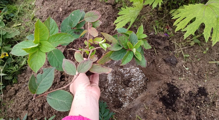 Сроки посадки гортензии осенью