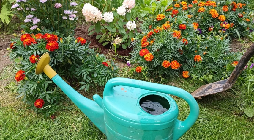 как посадить гортензию метельчатую в открытый грунт осенью