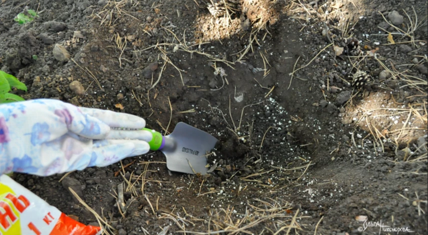 Удобрения при посадке гортензий