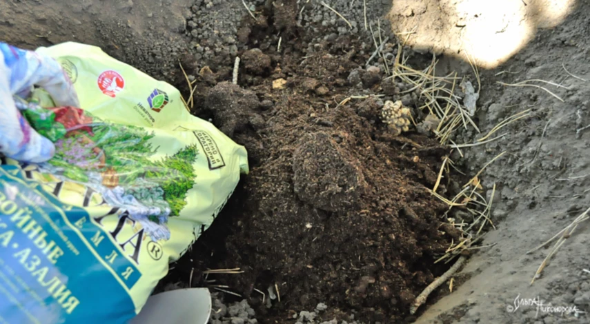 Посадочная яма для гортензий