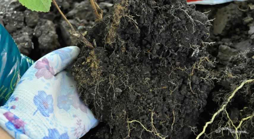 Сроки посадки древовидной гортензии