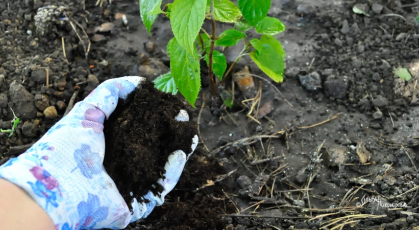 Мульчирование древовидной гортензии
