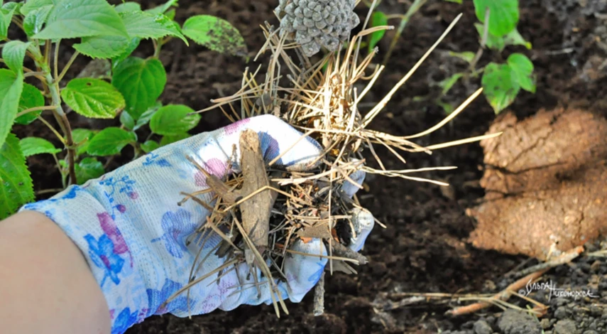 Посадка гортензии осенью