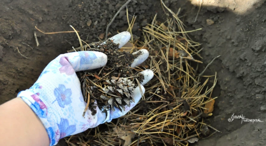 Как посадить гортензию