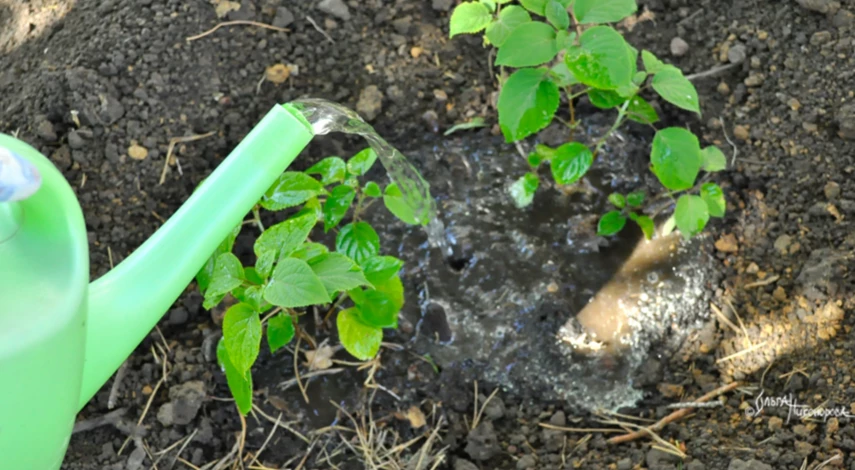 полив гортензии древовидной