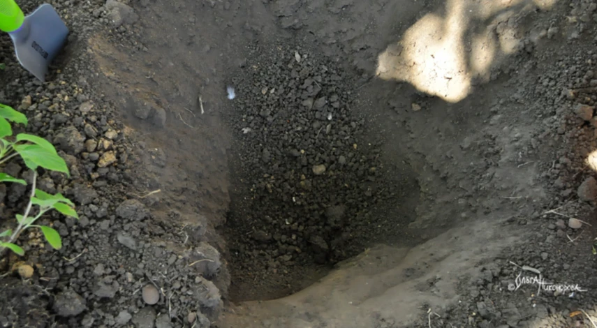 Схема посадки гортензии