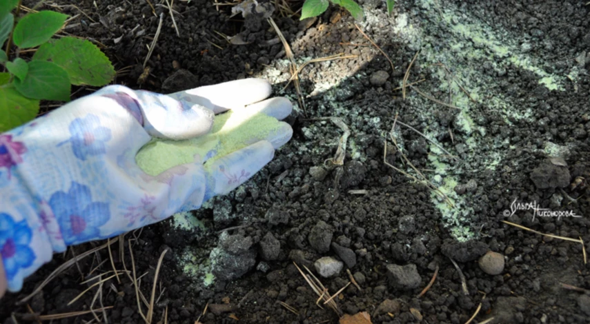 Инструкция по посадке гортензии