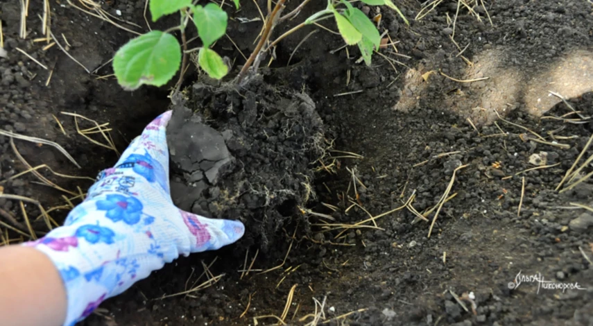 Пошаговая посадка древовидной гортензии