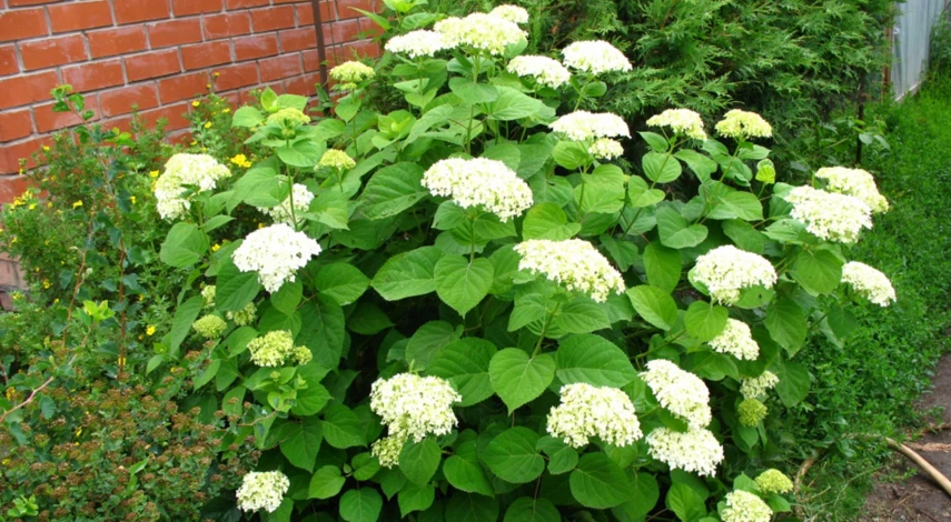 Особенности посадки древовидной гортензии