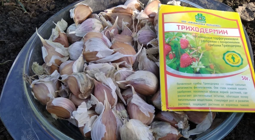 Биофунгициды для обработки чеснока