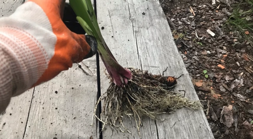 Обрезка ирисов при посадке