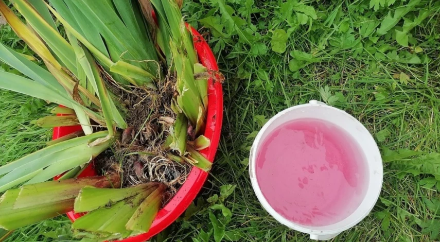 Посадочный материал ирисов