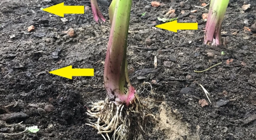 пошаговая посадка ирисов