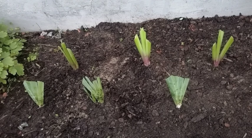 схема посадки ирисов