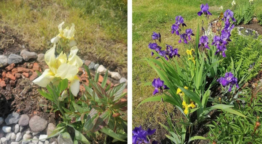 Сроки пересадки ирисов