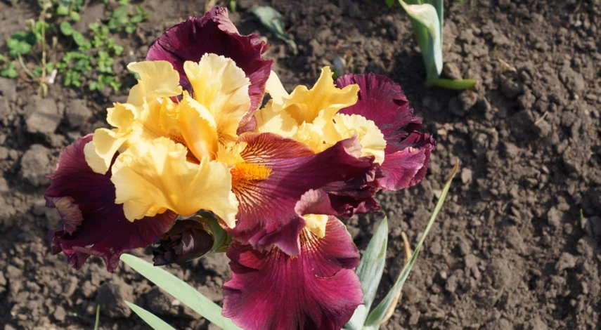 Место для посадки ирисов