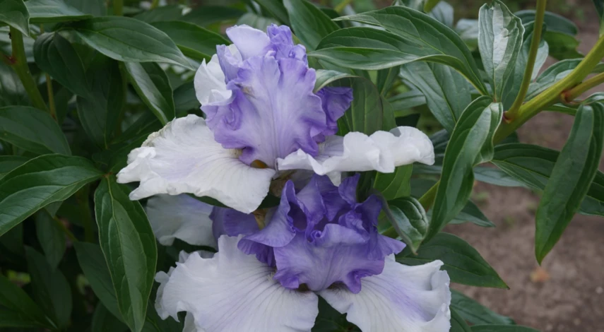 С чем посадить бородатые ирисы
