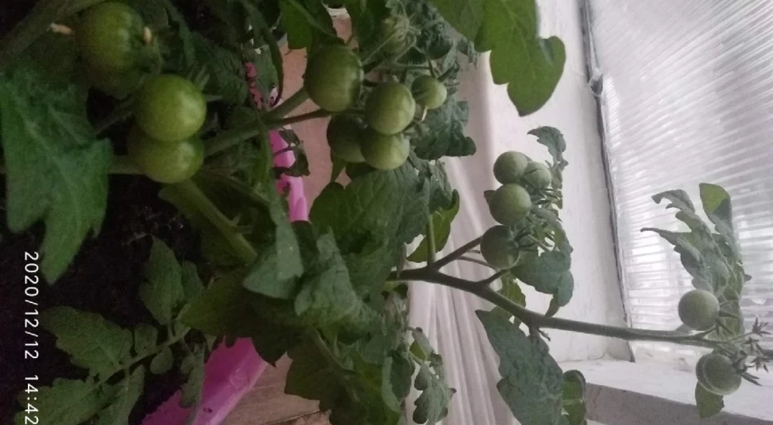 как вырастить помидоры в зимнем саду