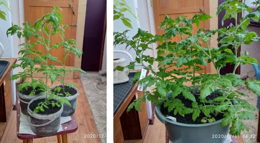 как вырастить помидоры на чердаке зимой