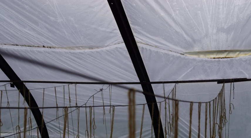 Обработка пленочной теплицы