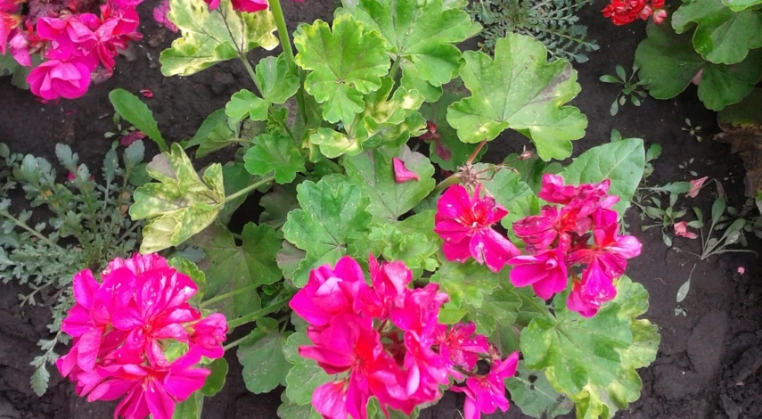 пеларгония условия выращивания