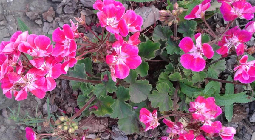пеларгония выращивание в открытом грунте