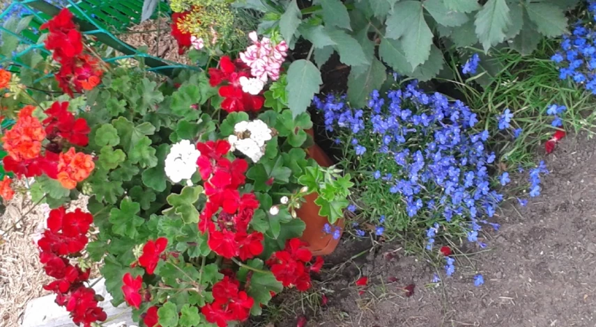 пеларгония ампельная выращивание