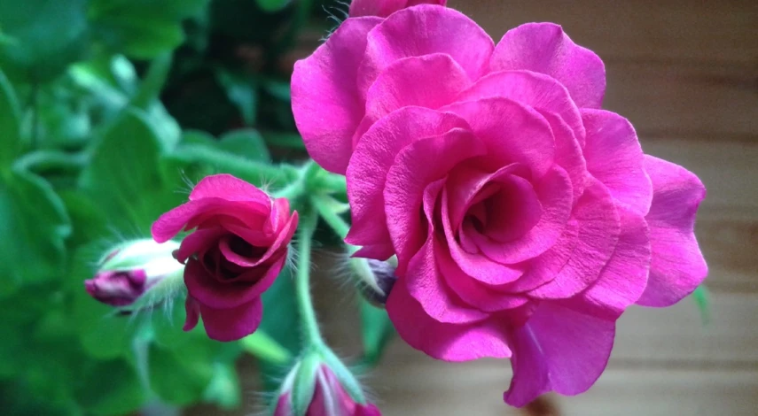 пеларгония выращивание в домашних условиях