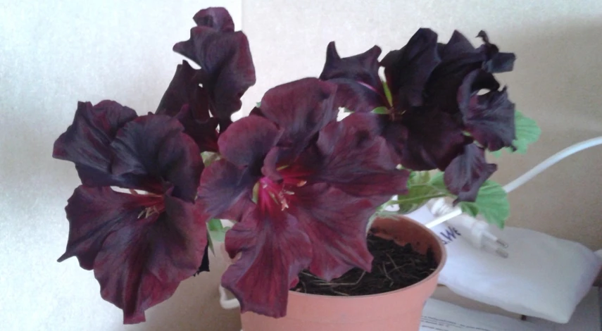 выращивание королевской пеларгонии