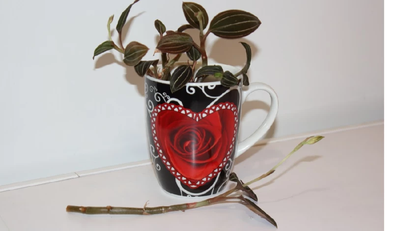 Календарь по уходу за комнатными растениями на октябрь