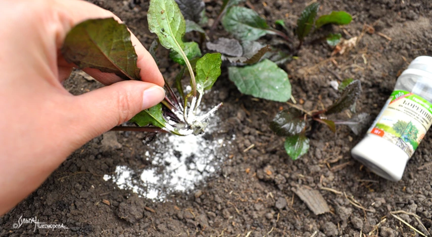 Живучка описание