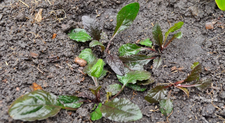 Растение живучка