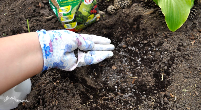 Живучка посадка