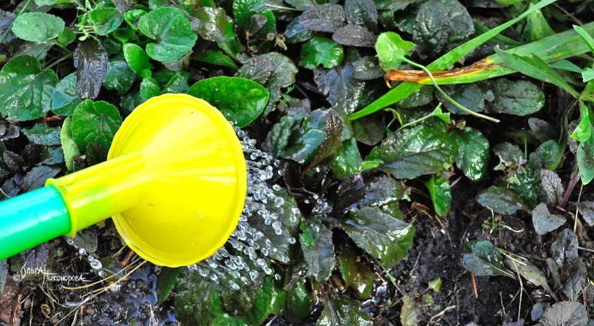 Живучка уход