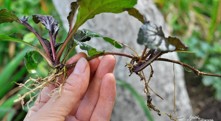 Живучка посадка и уход