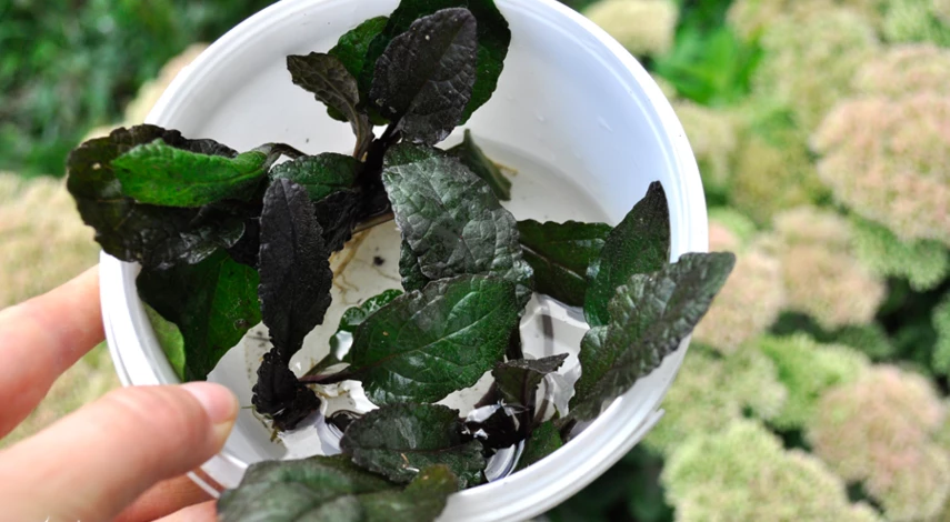 Живучка в открытом грунте