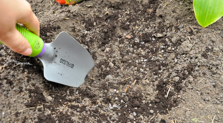 Живучка в дизайне