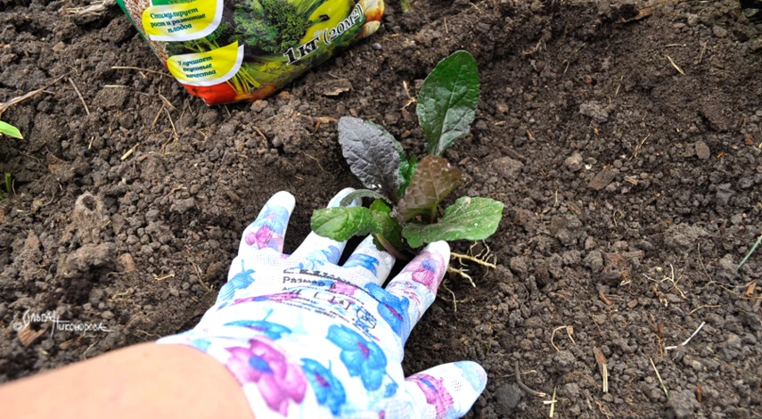 Живучка аюга