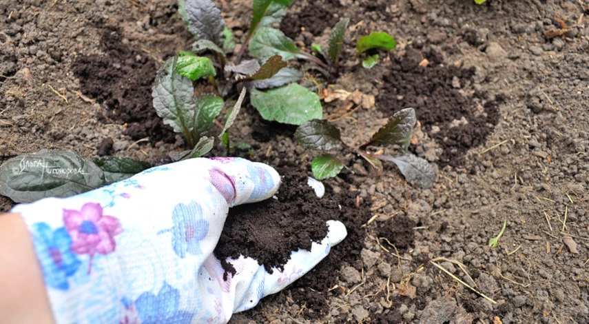 Цветок живучка