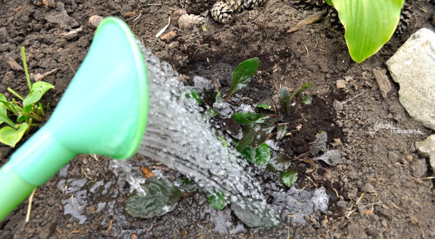 Трава живучка