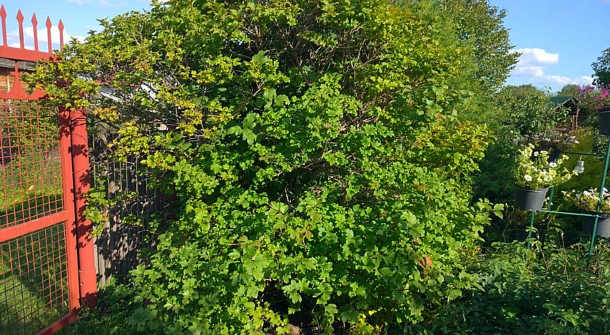 Калина бульденеж описание