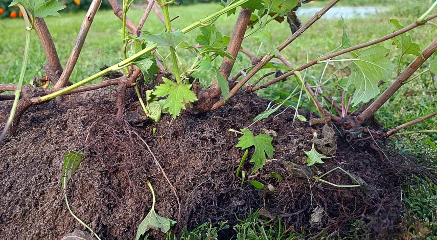 Кустарник калина бульденеж