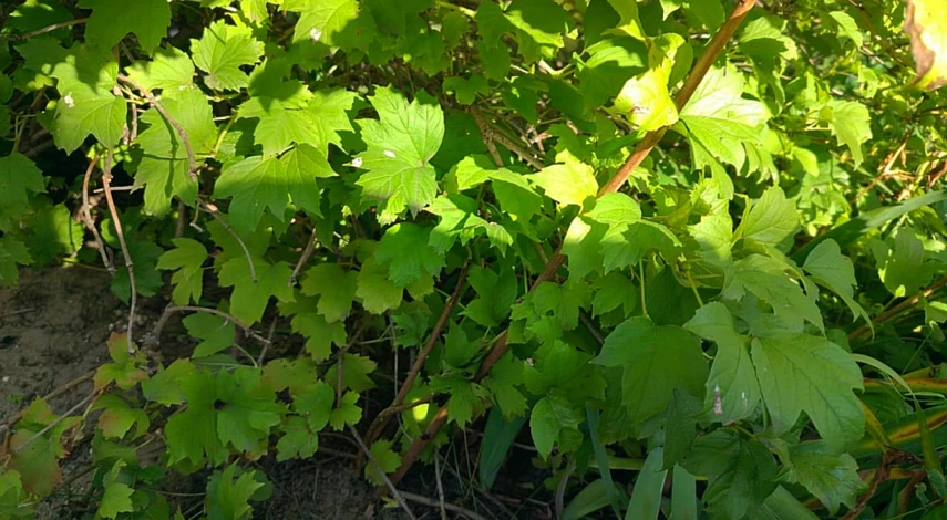 Калина бульденеж посадка