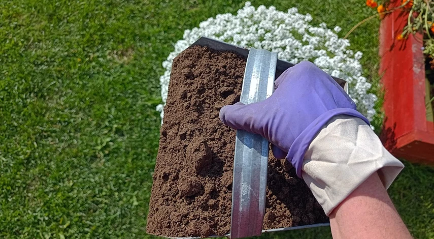 Калина бульденеж в открытом грунте