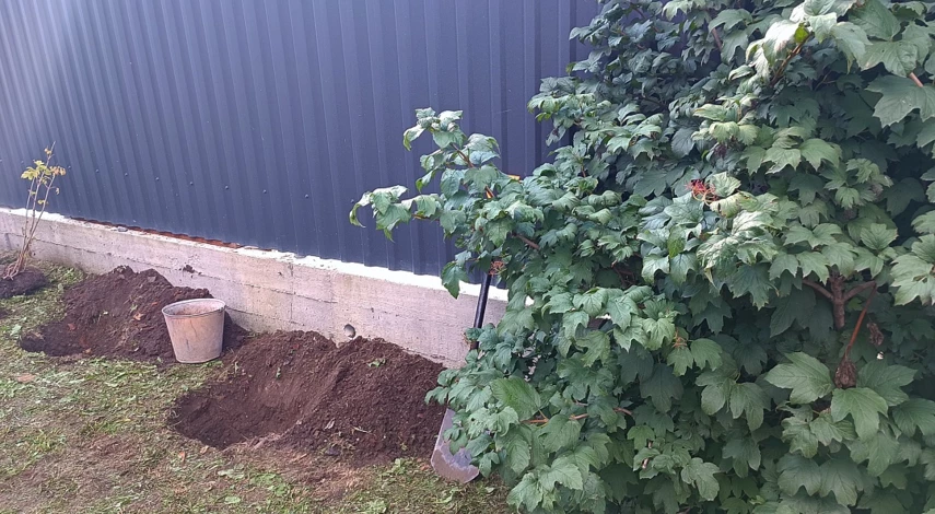 Калина бульденеж осенью