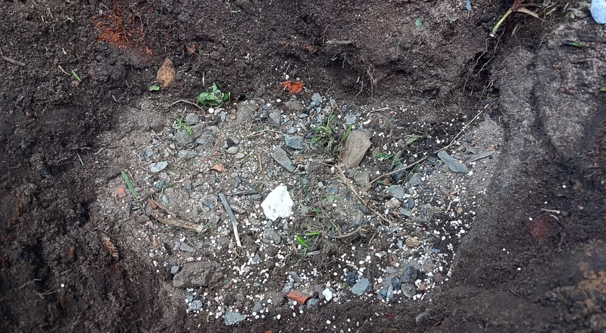 Калина бульденеж когда сажать